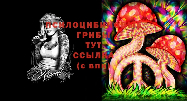 хмурый Аркадак